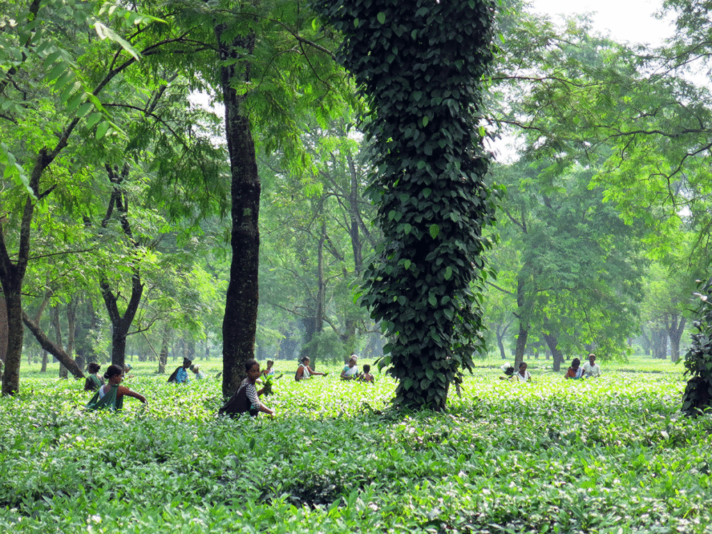 Cueillette du thé à l'aube, quand les bourgeons sont dans leur première fraîcheur. On est ici dans le parc national de Manas, au nord de l'Assam.