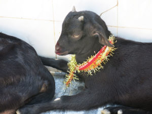 Lire la suite à propos de l’article Are You Radis a UN AN : merci à tous <3