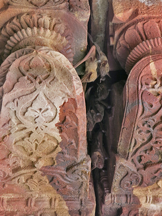 Entre les piliers de grès rose sculptés, il y avait parfois quelques squatteuses...