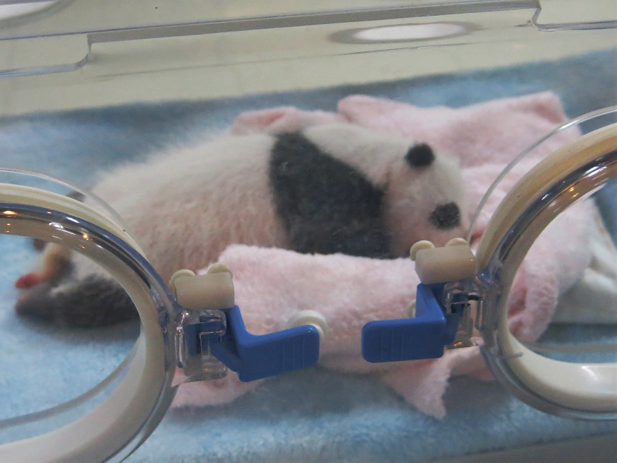 Dans une couveuse, j'ai pu apercevoir un TOUT PETIT bébé panda : né en octobre, il avait à peine 23 jours lors de ma visite... Et il devait mesurer le même nombre de centimètres ! Pourtant, il n'était pas prématuré : quand ils naissent, les pandas mesurent à peine 12 cm et ressemblent à des petits rats tous roses ! Celui-là venait juste d'avoir ses premières marques noires de grande personne. Rôôôôôôôôôôôôô <3 <3 <3