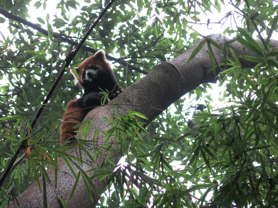 Montons d'un degré dans la mignonnitude : la réserve de Chengdu abrite également bon nombre de pandas roux ! Ceux-ci ressemblent à un croisement entre renard, panda, chat et raton-laveur. Ils mesurent à peu près un mètre de long et se faufilent avec habileté sur les troncs d'arbres. Très, très chou...