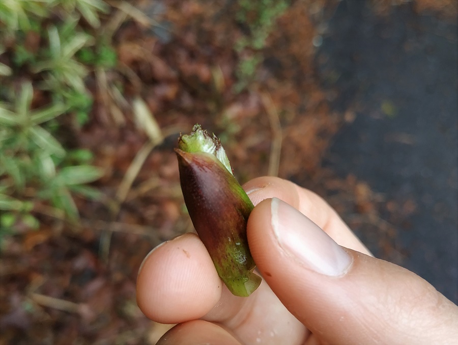 Bourgeon de feuilles de taranome. On peut aussi les cueillir à un stade un peu plus avancé, quand les feuilles commencent à ce développer mais qu'elles gardent leur texture fondante.