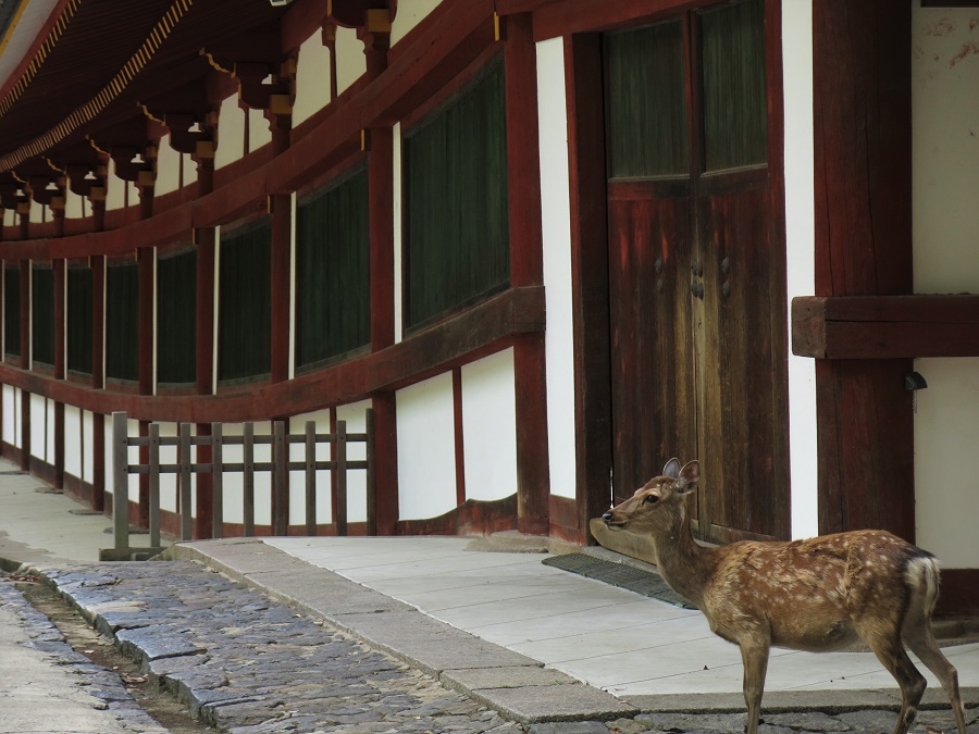 Une biche esseulée dans le grand parc de Nara, vidé de ses touristes étrangers à cause du coronavirus.